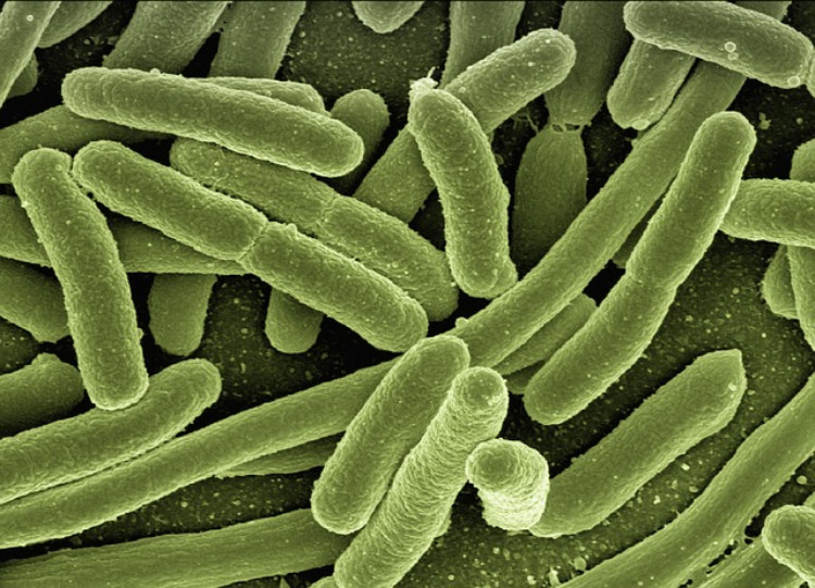 baktérie, mikroorganizmy